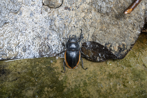 Odontolabis cuvera fallaciosa