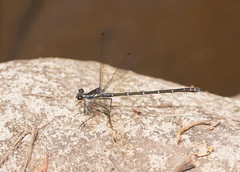 Austroargiolestes isabellae