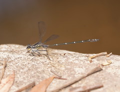 Austroargiolestes isabellae