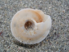 Adelphotectonica reevei