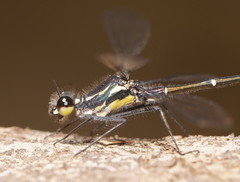 Austroargiolestes isabellae