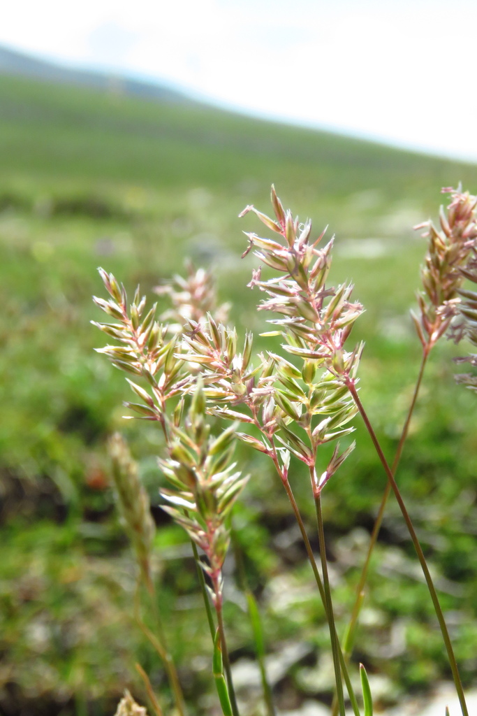Poa pratensis
