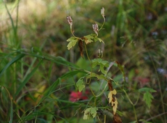 Aconitum fischeri