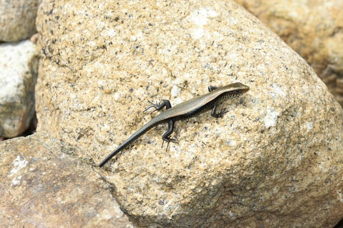 Common Sun Skink