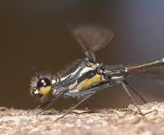 Austroargiolestes isabellae