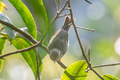 Phylloscopus plumbeitarsus