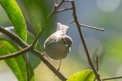 Phylloscopus plumbeitarsus