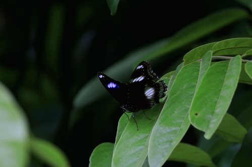 Great Eggfly