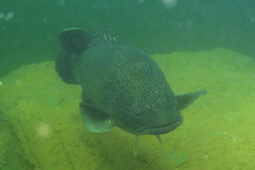 Murray cod (Maccullochella peelii) — Percichthyidae