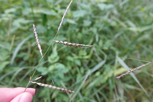 Urochloa glumaris