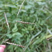 Thurston Grass - Photo (c) Han-Ting Liu, some rights reserved (CC BY-NC), uploaded by Han-Ting Liu