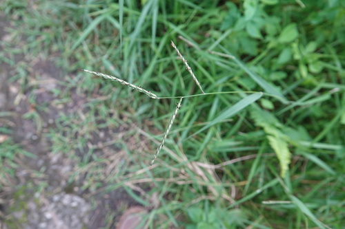 Urochloa glumaris