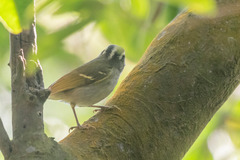 Phylloscopus goodsoni