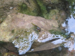 Scelimena guangxiensis