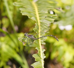 Austroargiolestes isabellae