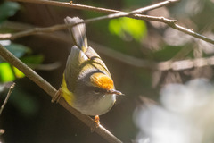 Phyllergates cucullatus