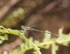 Austroargiolestes isabellae
