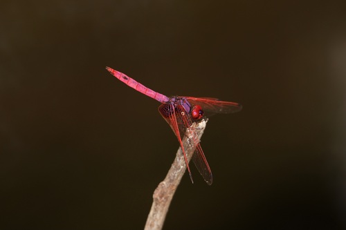 Crimson Marsh Glider