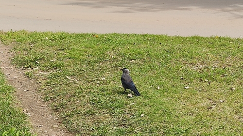 Eurasian Jackdaw
