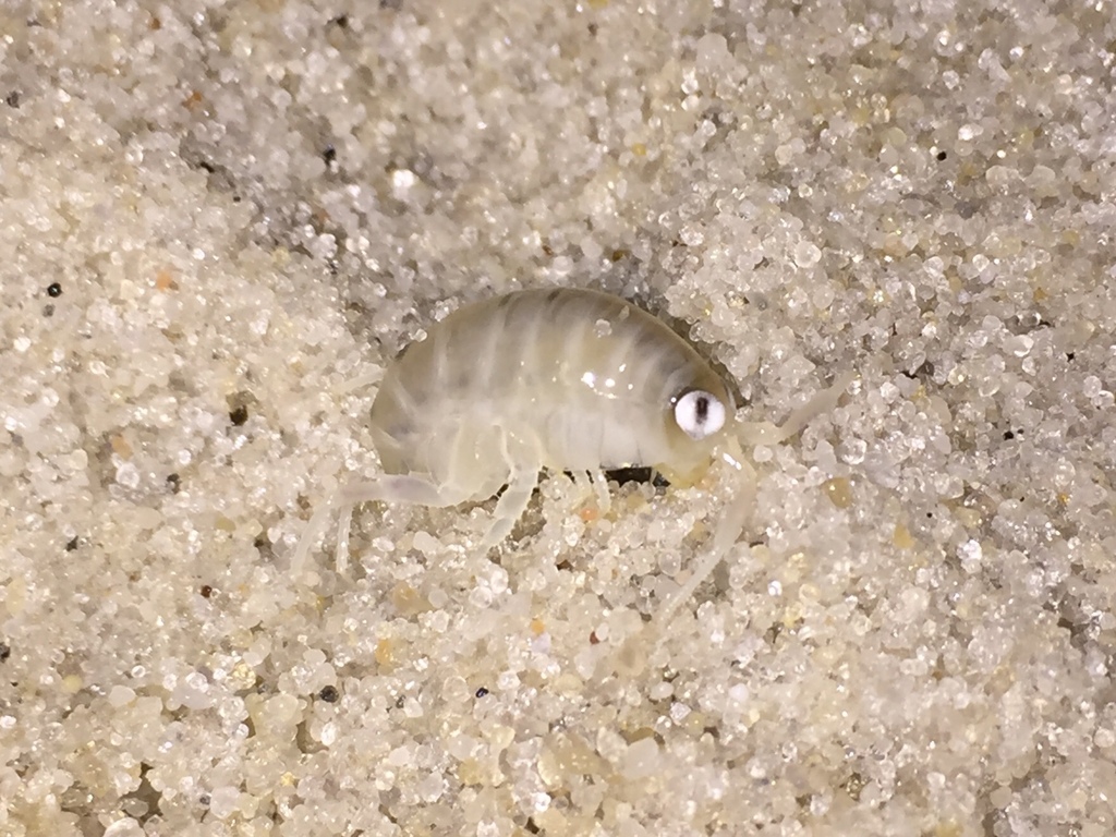 northern big-eyed sandhopper