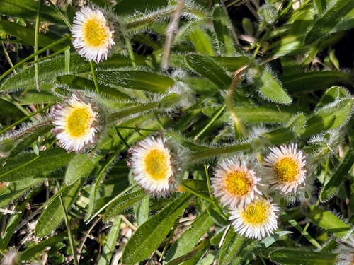 Alpine Fleabane (Erigeron borealis)