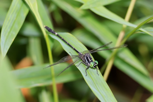 Euthygomphus yunnanensis