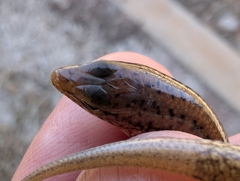 Northern Bar-Lipped Skink photo 4