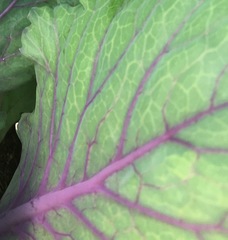 Brassica oleracea acephala