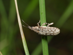 Pachyura australis