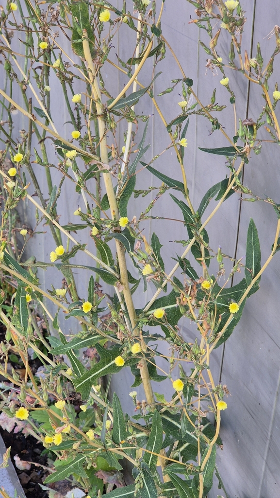 Lactuca sativa