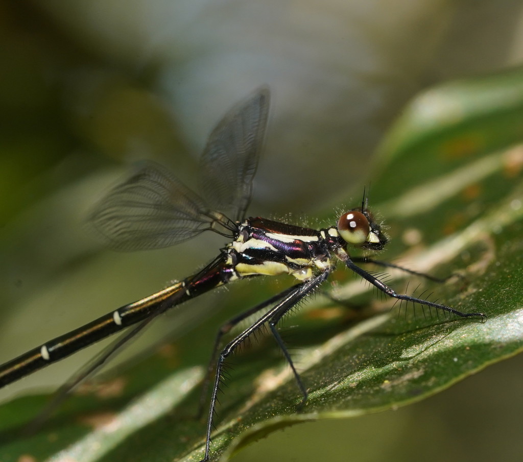 Sydney Flatwing