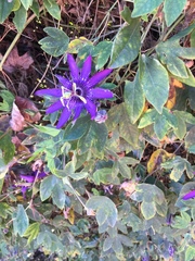 Passiflora amethystina × caerulea
