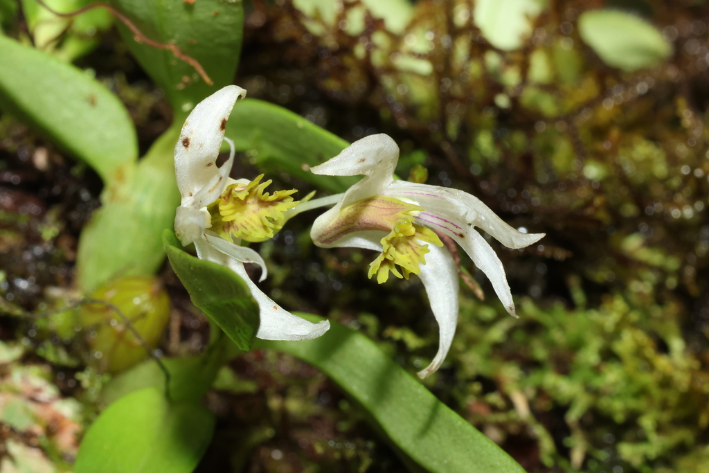 Dendrobium garrettii Seidenf. 2