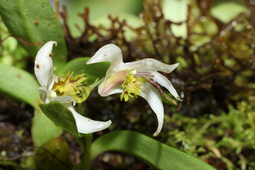 Garrett's Dendrobium (Dendrobium garrettii)