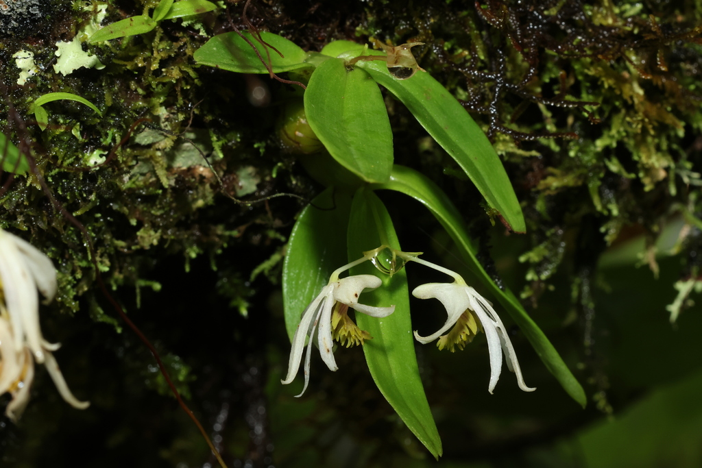 Dendrobium garrettii Seidenf. 3