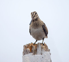 Pin-Tailed Snipe photo 2
