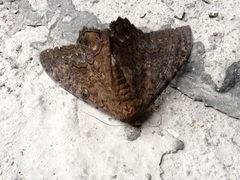 Ascalapha odorata