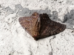 Ascalapha odorata