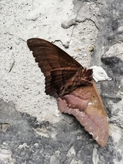 Ascalapha odorata