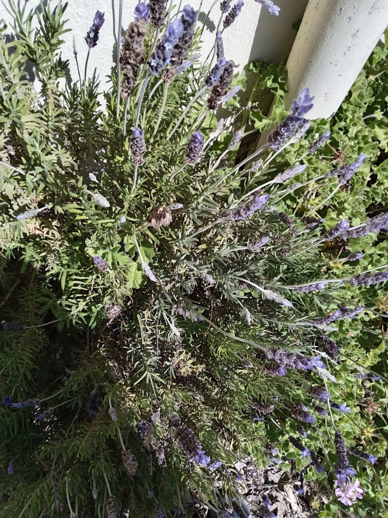 Lavandula