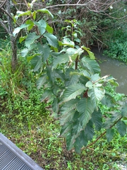 Cephalanthus tetrandra