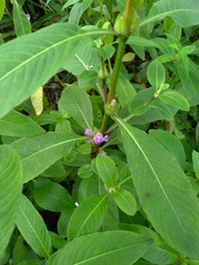 Hygrophila pogonocalyx
