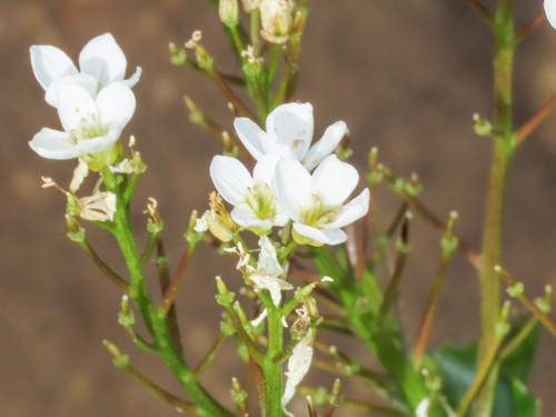 Cardamine asarifolia, photograph 5