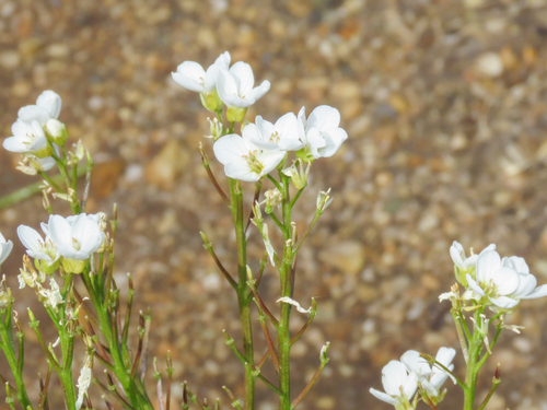 Cardamine asarifolia, photograph 4