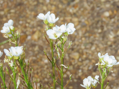 Cardamine asarifolia, photograph (c) Emanuele Santarelli, some rights reserved (CC BY-SA)