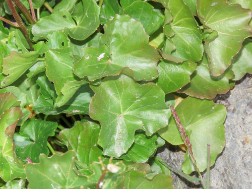 Cardamine asarifolia, photograph 6