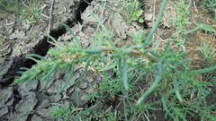 Suaeda acuminata