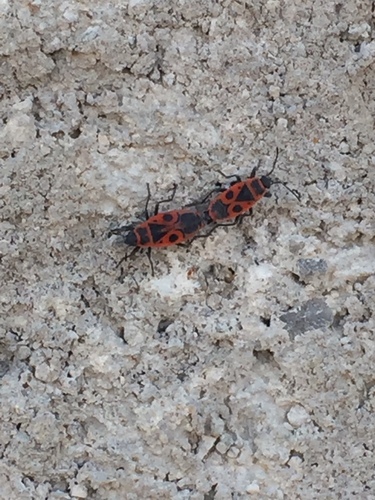 European Firebug