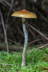 Psilocybe azurescens