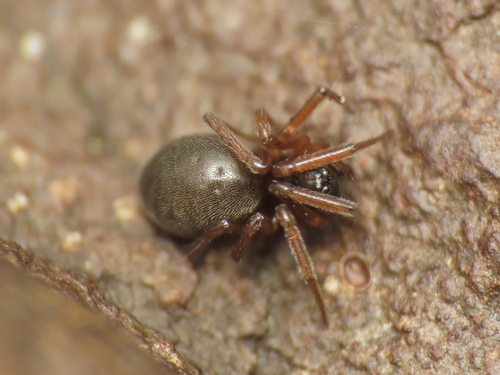 Diplocephalus helleri